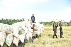 Giá lúa Hè Thu tại Đồng Tháp giảm từ 500 đến 1.000 đồng/kg
