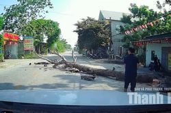 Chặt cây không có biện pháp cảnh báo khiến một người đi đường tử vong