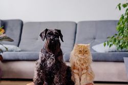 Thị trường du lịch cùng thú cưng không ngừng mở rộng