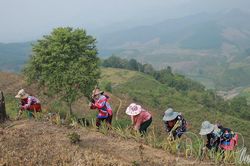 Na Sang mở rộng vùng trồng dứa