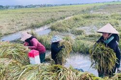 Khu vực phía Tây Gia Lai: Khẩn trương khắc phục hậu quả thiên tai