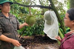 Ða canh giúp giảm rủi ro, thêm nguồn thu