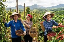 Giá cà phê, hồ tiêu hôm nay 9/9: Cà phê tăng mạnh, giá tiêu đứng cao