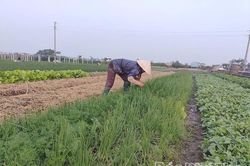 Khoa học kỹ thuật - “đòn bẩy” nâng giá trị rau an toàn ở Phùng Nguyên