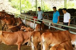 Đổi cách nuôi, nâng giá trị đàn gia súc