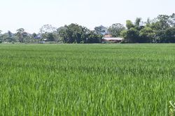 Kha Sơn phát triển mô hình lúa nếp xoắn