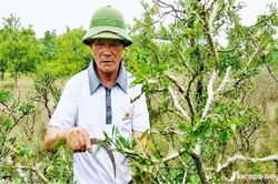 Ông Don tràm gió