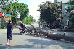Tai nạn giao thông 9/9: Cây đổ trúng xe máy, người đàn ông tử vong tại chỗ