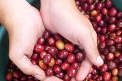 Giá cà phê nội địa giảm 500 đồng/kg, áp lực nguồn cung từ Brazil gia tăng