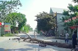 Cắt cây khô đổ ra đường, một người đi xe máy tử vong