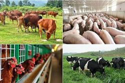 Hưng Yên hỗ trợ tới 2 tỷ đồng cho các cơ sở chăn nuôi công nghệ cao