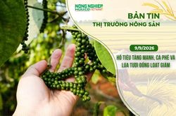 Thị trường nông sản 9/9/2026: Hồ tiêu tăng mạnh, cà phê và lúa tươi đồng loạt giảm