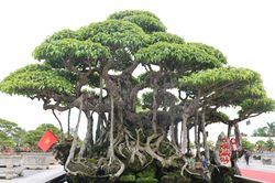 Choáng ngợp trước những cây bonsai bạc tỷ khoe dáng ở quảng trường Quảng Ngãi