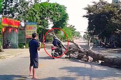 Bị cây đang cưa ven đường đổ trúng, người đi xe máy tử vong