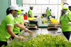 Nông nghiệp Hà Nội chủ động tạo thêm dư địa tăng trưởng