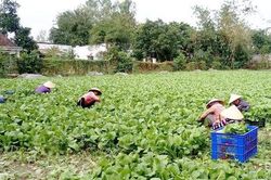 Toàn thành phố có hơn 24.600 lượt hội viên, nông dân tham gia các tổ hợp tác, hợp tác xã