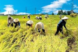 Nâng tầm nông nghiệp sinh thái: Khi rơm rạ, lá dứa… trở thành tiền
