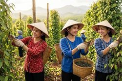 Giá hồ tiêu hôm nay 10.9 giữ vùng cao sau phiên tăng mạnh