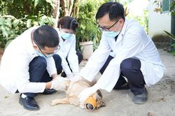 Sơn La: Tô Hiệu mở đợt cao điểm xử lý chó thả rông, lập lại trật tự nơi công cộng