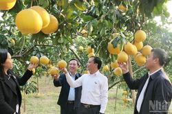 Tuyên Quang đẩy mạnh chuyển đổi cơ cấu cây trồng, vật nuôi