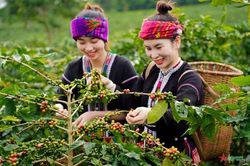 Bản tin nông sản hôm nay (10-9): Giá cà phê, hồ tiêu cùng bật tăng