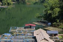 Gieo sinh kế trên lòng hồ thuỷ điện