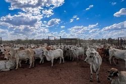 Trang trại Newry và câu chuyện đầu tư của doanh nghiệp Việt tại Lãnh thổ Bắc Australia