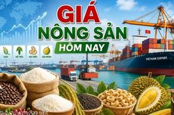 Giá nông sản hôm nay 10/9/2026: Giá cà phê trong nước tích cực, áp lực vụ mới cận kề; Một cú sốc có thể kéo giá dầu lên trên 120 USD/thùng