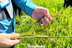 Nắng nóng rồi mưa lớn, hàng nghìn ha lúa hè thu ở Nghệ An 'không cúi đầu'