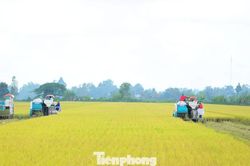 Đề án 1 triệu ha lúa: Thí điểm rực rỡ, thực tế... chưa có dự án nào