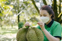 Xuất khẩu rau quả lập kỷ lục 1,37 tỷ USD, sầu riêng rộng cửa vào Ấn Độ