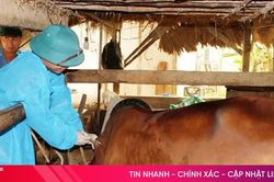 Hà Tĩnh chủ động phòng, chống bệnh lở mồm long móng trên đàn gia súc