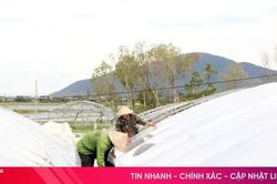 Nông dân Hà Tĩnh gia cố nhà màng, chủ động ứng phó thiên tai
