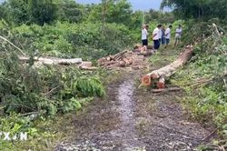 Bị cây đè khi đang cưa cây, một người tử vong