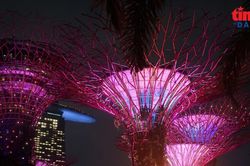 Đêm rực rỡ dưới những 'siêu cây khổng lồ' ở Singapore