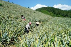 Nghị quyết 68-NQ/TW: Hỗ trợ hộ kinh doanh, hợp tác xã đầu tư mở rộng sản xuất