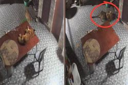 Báo đốm tấn công chó nhà trong đêm và cái kết bất ngờ
