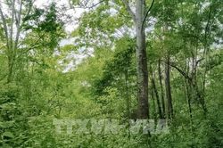 Bắc Ninh chi hơn 153 tỷ đồng quản lý rừng Tây Yên Tử