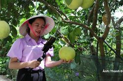 Hà Tĩnh mở rộng thị trường số nhờ đưa bưởi Phúc Trạch 'lên sóng'