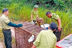 Hạt Kiểm lâm khu vực 5 tái thả nhiều loài động vật hoang dã quý hiếm về rừng tự nhiên