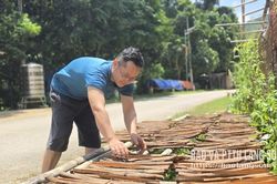 Cây quế mở hướng giảm nghèo