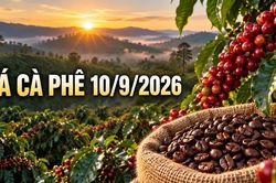 Giá cà phê ngày hôm nay 10/9: Cao nhất 95.800 đồng/kg, hai sàn trái chiều