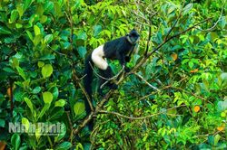Thành lập Khu bảo tồn loài-sinh cảnh Voọc mông trắng Kim Bảng quy mô hơn 3.100 ha