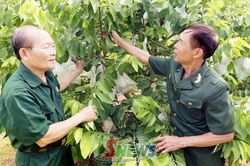 Cựu chiến binh chung sức phát triển kinh tế