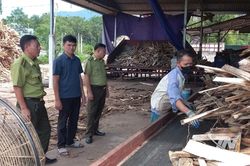 Đưa hoạt động chế biến lâm sản vào nền nếp