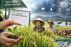 Chính thức hỗ trợ tối đa 95% phí bảo hiểm nông nghiệp