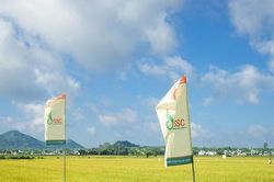 Giống cây trồng miền Nam (SSC) hụt gần 20% lợi nhuận sau soát xét, lãi bán niên lao dốc 96%