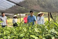 Nghiên cứu xây dựng vườn bảo tồn nguồn gen cây thuốc bản địa quý hiếm của tỉnh