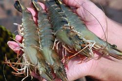 Mua tôm tươi về đừng cho ngay vào ngăn đá: Làm cách này tôm tươi lâu, không bị đen đầu, giữ nguyên dinh dưỡng