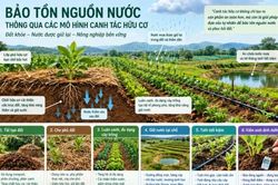 Bảo tồn nguồn nước thông qua các mô hình canh tác hữu cơ: Luận giải dưới góc nhìn chuyên gia